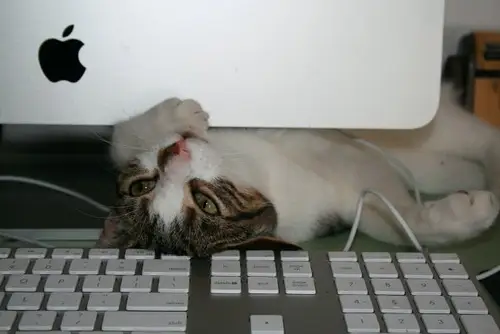 A cat sitting in front of an Apple computer