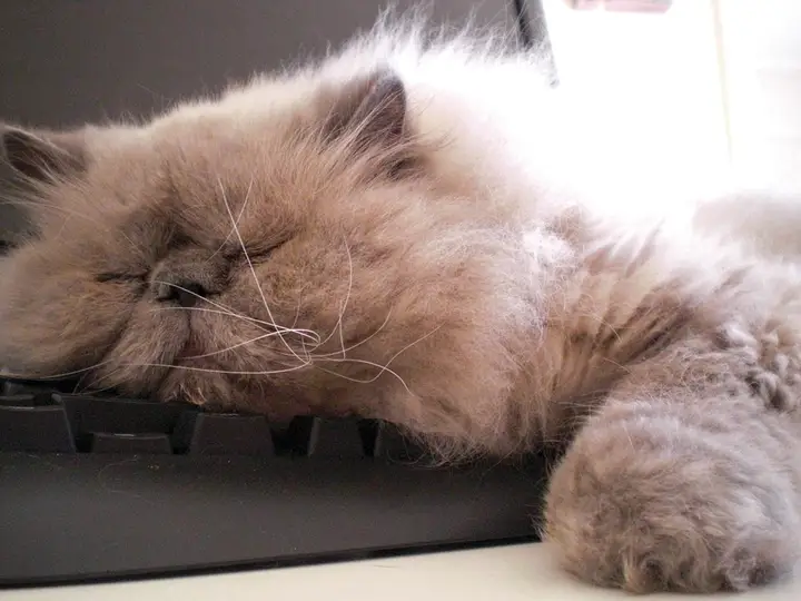 A Himalayan cat on a desk next to a keyboard