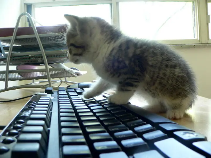 A cat resting on a computer keyboard