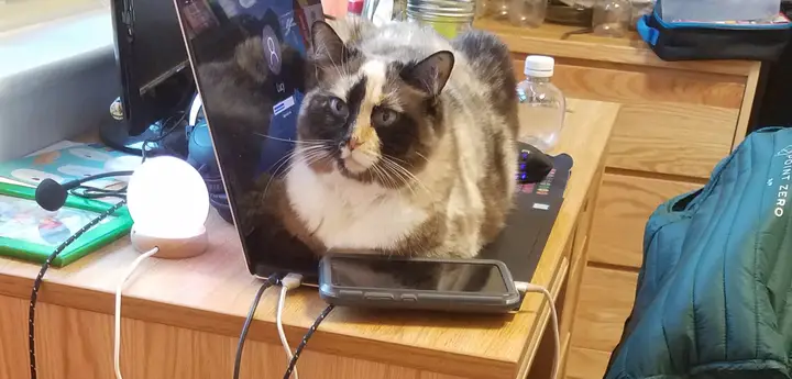 A cat lying across a keyboard