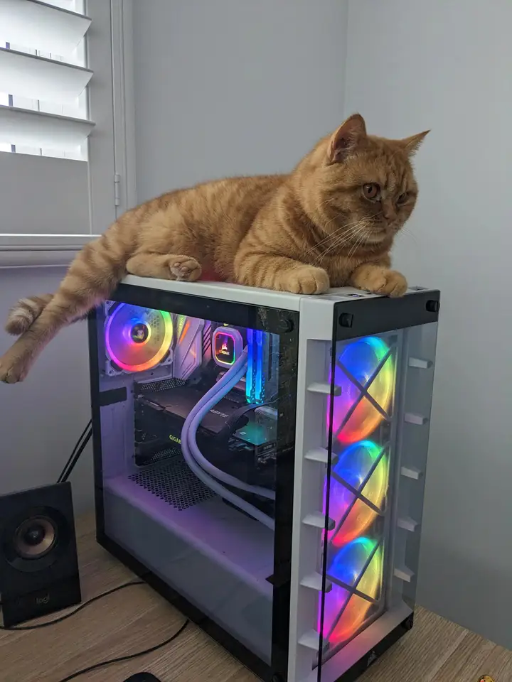 A cat sitting at a desk in front of a computer