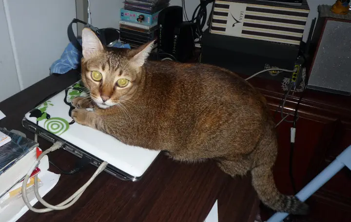 A cat using a computer