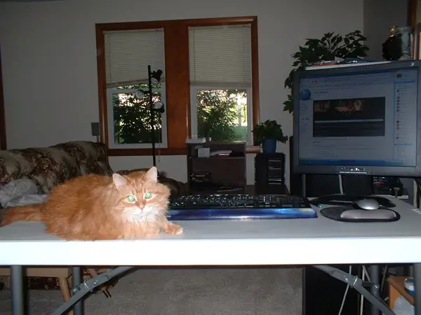 A cat lying on an open laptop