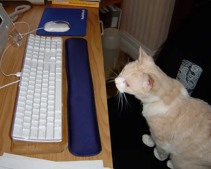 A pink cat looking at a computer screen showing a spreadsheet