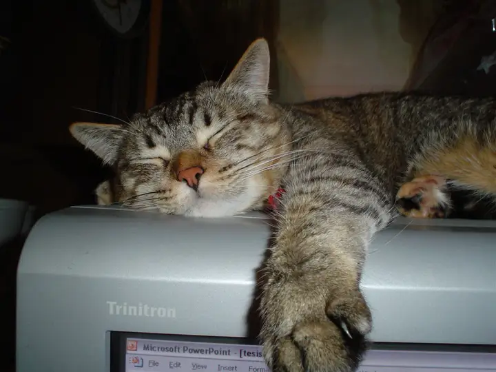 A cat napping by a computer