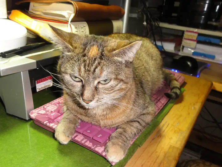 A domestic cat named Emmy lying on a PC keyboard