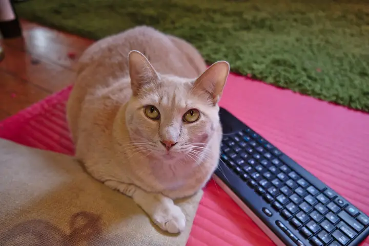 Larry the cat lying next to a wireless keyboard