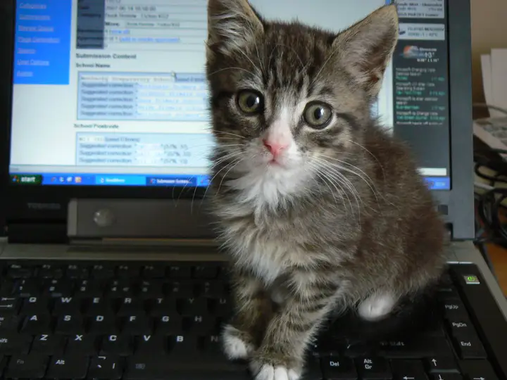 A cat sitting next to a computer monitor