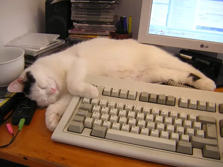 Sheila the cat sitting in front of a desktop PC