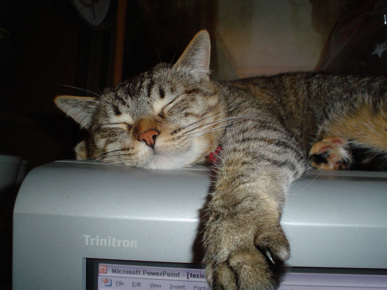 A cat napping by a computer