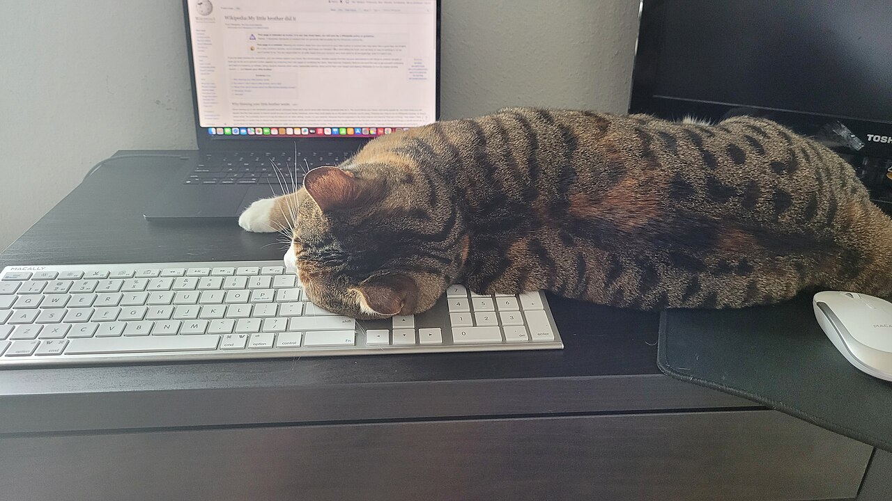 A cat sleeping on a keyboard
